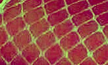 sexy hot white angel with cute lingerie, small tits, young body, masturbating in european style