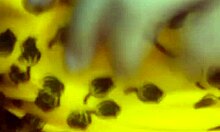 vietnamese teen, how wild was that cucumber solo play?