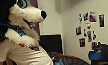 I’m a femboy in husky fursuit, cumming hard riding my boyfriend.