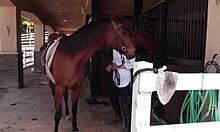 two babes ally and dani get it on in stable