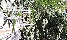 Hot suck and fuck in 420 patch