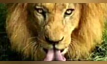 melhores chupadas mamadas boquetes e beijo grego