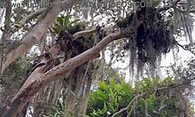 outdoor lesbian sex after an adrenaline rush! 🌿