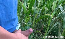 getting corny in the cornfield