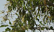 Vixen Naughty Teen Handcuffed and Cheats with Deepthroat