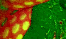 Angelg and kuzz in halloween special part 2 with monster cock