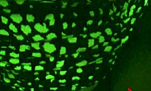 Redhead sucks monster cock outdoors!