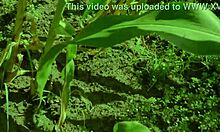 Helping a friend with his twink couple in the cornfield