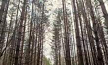 quick outdoor anal session ends with cum on petite ass by lake