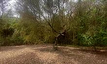 Excursion with Stepbrother Involves Mountain Blowjob