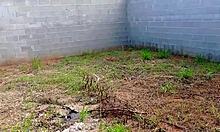 brazilian milf moans during rough assfucking with construction worker in homemade flashing scene