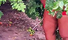 Evangelical neighbor picking fruits in public