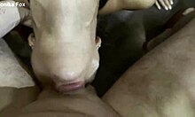 Fan POV dominates Monika Fox in brutal BDSM anal facefuck with pissing and cum.