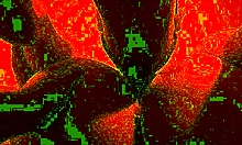 This clit licker feels just like a real tongue on my pussy, honeyplaybox