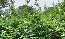 Loirinha gostosa dano o cusinho escondida sex toy