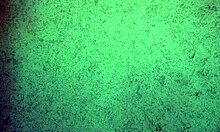 Panties Try On Haul Thong Only Ass Shaking Teasing Free