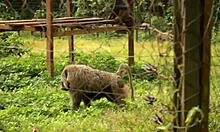 strange park encounter with huge cock filling my ass.