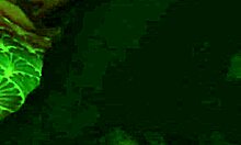 the fisherman season five