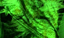 Breed Whore Used and Filled with Cum