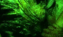 Breed Whore Used and Filled with Cum