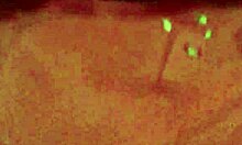 Jade's intense solo orgasm close-up