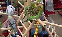 Petite teen slut khloe kapri sucking cock pov exposed