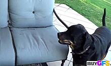 Brunette babe rubs dildo on natural tits and licks it.