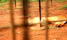 Wow, Caroline Sweets gets stretched by that big black cock!