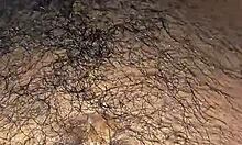 Invited Neighbor for Movie, Got Oral Surprise