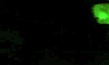 プライベート自家製セックスでのエスティのフェラ