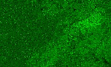 Watch this crazy 18-year-old girl pee right in her wet panties on a public beach then sunbathe like nothing happened