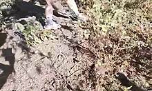 I couldnt stand it and i had to fuck the driver of my trip