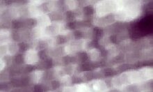 did you fuck that big booty ebony teen twice today?