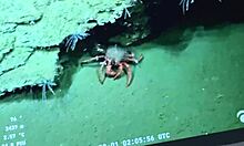 Stepfather Fucks My Ass With Huge Cock For Big Anal Orgasm In Homemade Argentina