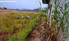 We Stopped At An Abandoned Building In The Middle Of The Road And I Got Her To Suck Me Off Right There Paramos Em Uma Constru��o Abandonada No Meio Da Estrada E Botei Ela Para Me Chupar Ali Mesmo!