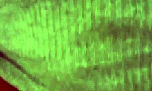 > < me encanta que me vean chupandole la pija a mi novio