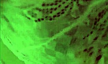 Look At This Nice Lingerie A Fan Gave Me! Want To See Me Masturbate?