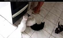 Sarah Rosa is cooking that sexy fubá porridge in the kitchen