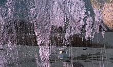 Belarusian mother sucks Victor Bloom's cock in Barcelona. Intense group action unfolds.