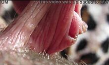 Wow, check out this big clit orgasm up close in 1080! 😍