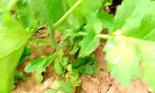 Painful outdoor fuck with Indian aunty in forest