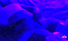 brandis belly button compilation