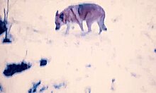 Cute nerd teacher gives public blowjob in snowy city park