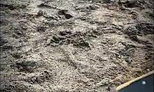 in a public beach spot, a stranger gives me a blowjob, fucking and cumming outdoors with big cocks.