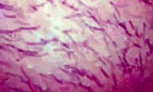 PUSSY LICKING FIRST TIME MY HUSBAND