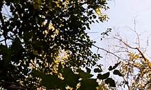 do i watch my two girlfriends masturbate in the forest and ensure no one catches them?