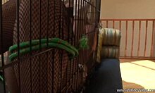 masked pawg pussy slammed by huge bbc interracial