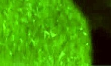 Cowboy rams smoking blonde teen pussy outdoors hard