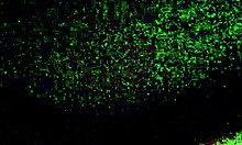 COUPLE'S WET PUSSY FUCKING CLOSE-UP CUM INSIDE