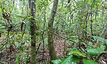 thai teen squats to pee in forest then fingers pussy moaning